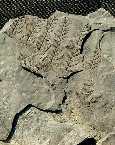 Seed Fern Fossil