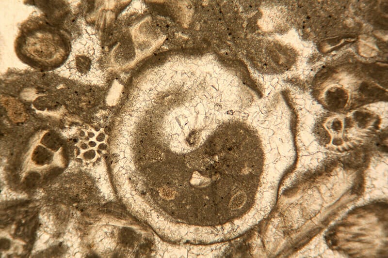 Fossil Photomicrograph