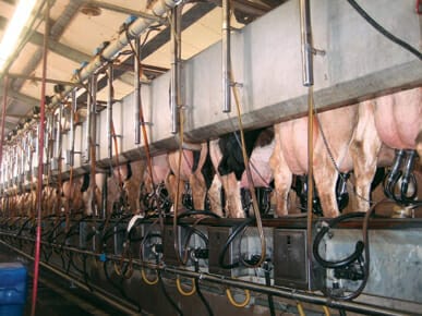 Milking Parlor - Encyclopedia of Alabama