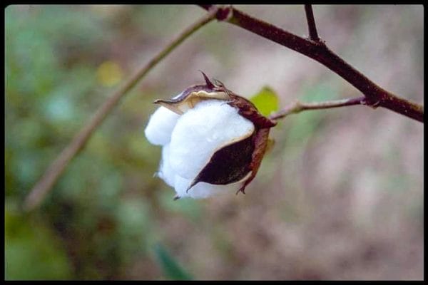 Cotton - Encyclopedia of Alabama