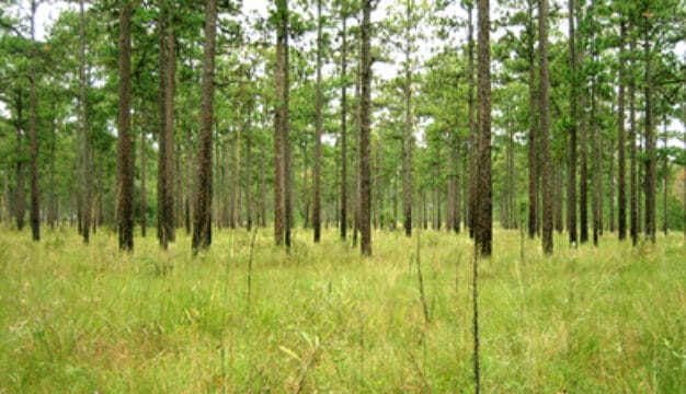 Longleaf Pine Forest