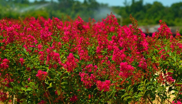 Crape Myrtles in Mobile County