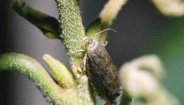 Hickory Shuckworm Moth