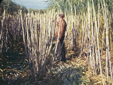 AAES Sugar Cane Field in Fairhope