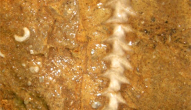 Fossils at Rickwood Caverns