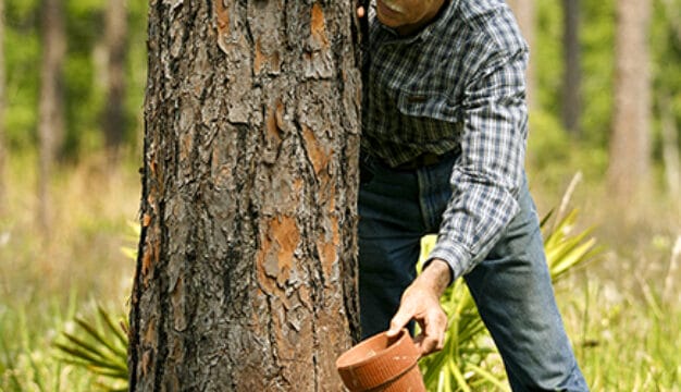 Sap Extraction Demonstration