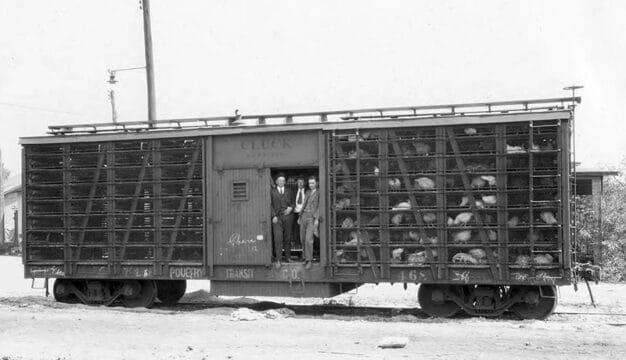 Poultry Train Car