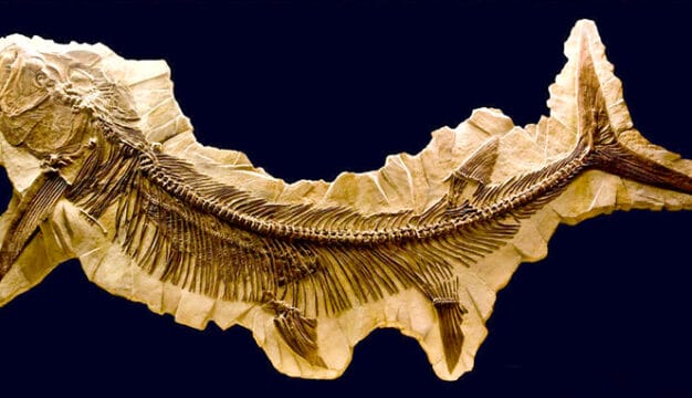 Figure 6. <em>Xiphactinus</em> Fossil