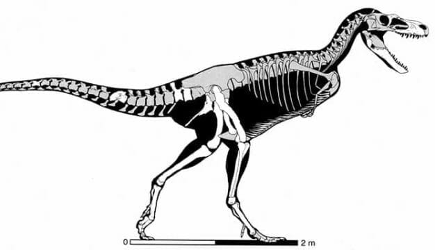 Figure 10. <em>Appalachiosaurus montgomeriensis</em> Diagram