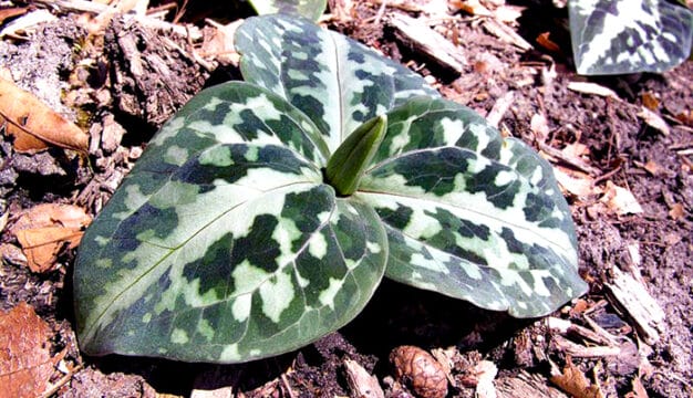 Relict Trillium Flower Bud