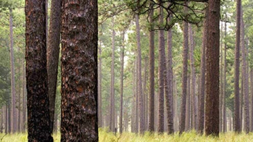 Southern Longleaf Pine