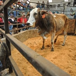 Beef Cattle Industry
