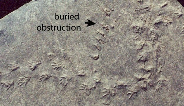Stephen C. Minkin Paleozoic Footprint Site