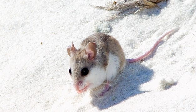 Alabama Beach Mouse