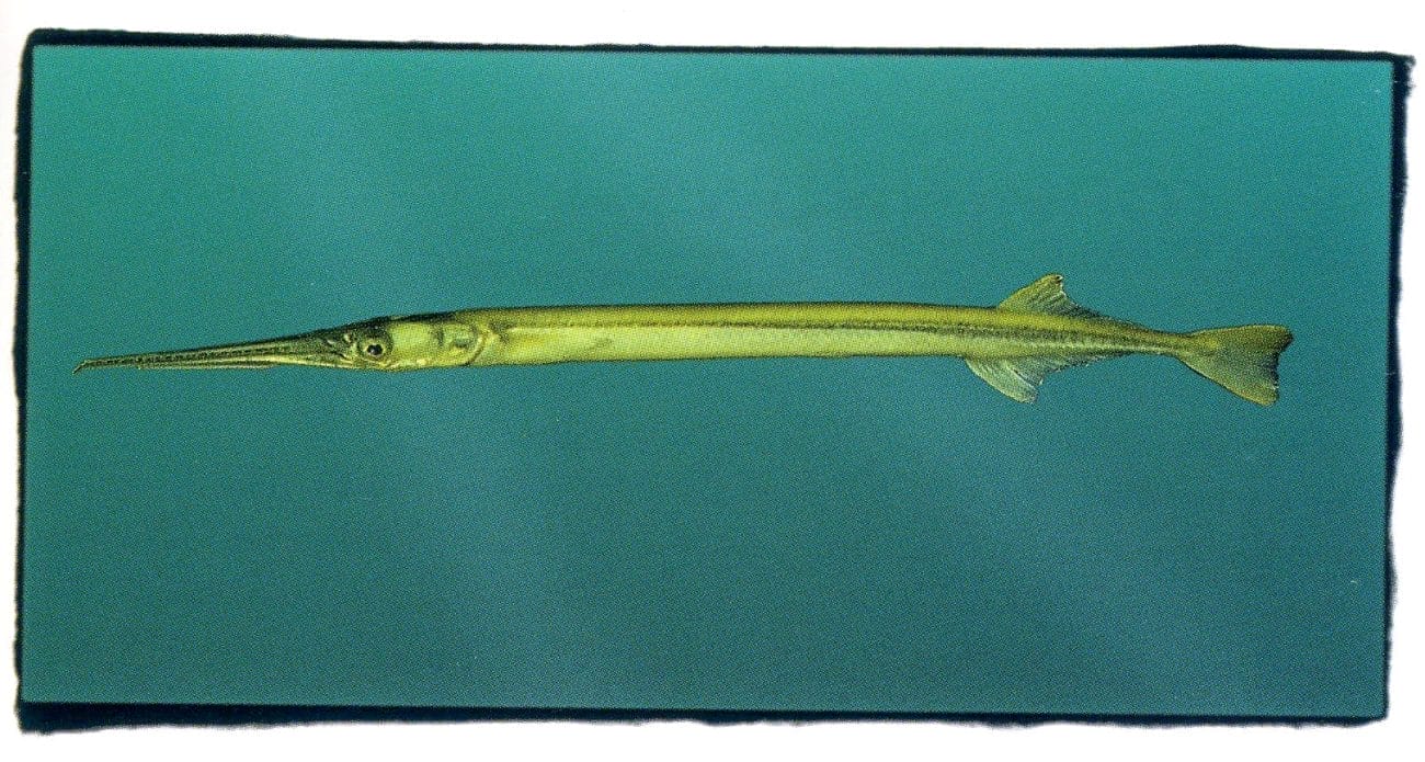 Atlantic Needlefish