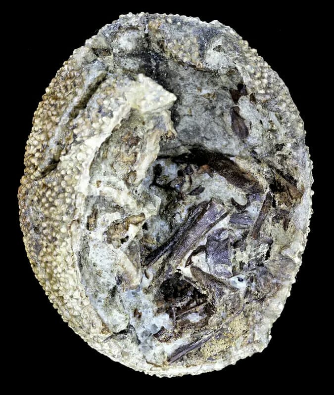 Fossil Dinosaur Egg