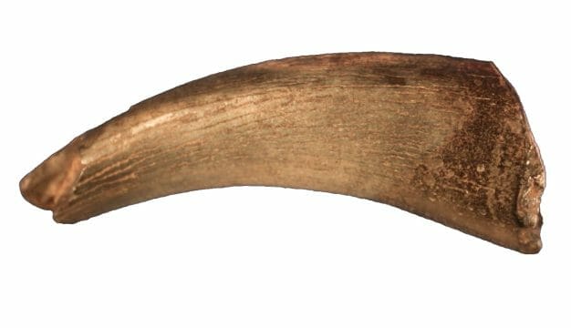 Elasmosaur Tooth