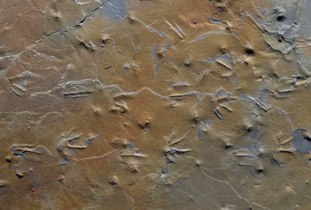 Fossil Trackway