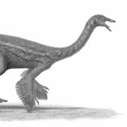 Ornithomimids