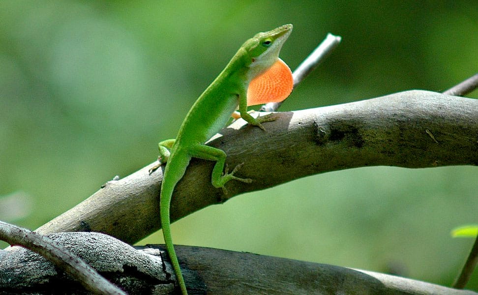 what do green anoles eat