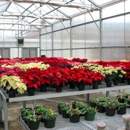 Greenhouse and Floral Production in Alabama