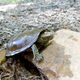 Flattened Musk Turtle