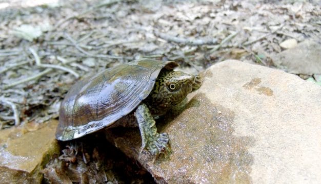 Juvenile Flattened Musk Turtle
