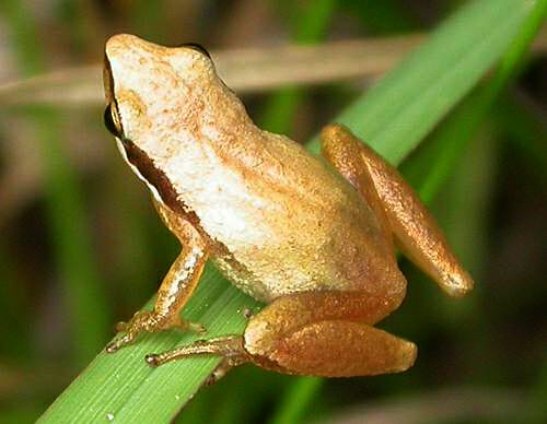 Little Grass Frog - Natural History on the Net