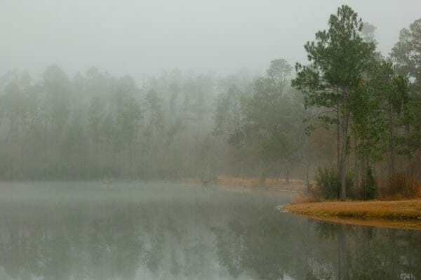 Alabama Forests