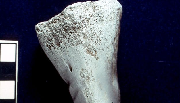 Lophorhothon Ankle Bone with Shark Tooth