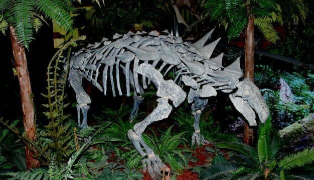 Nodosaur Skeleton