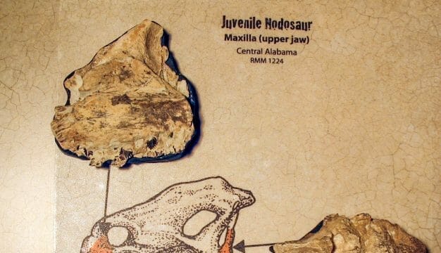 Nodosaur Fossils