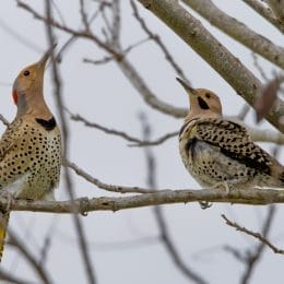 Woodpeckers of Alabama
