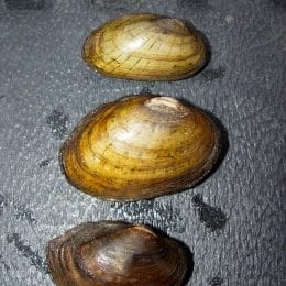 Freshwater Mussels in Alabama