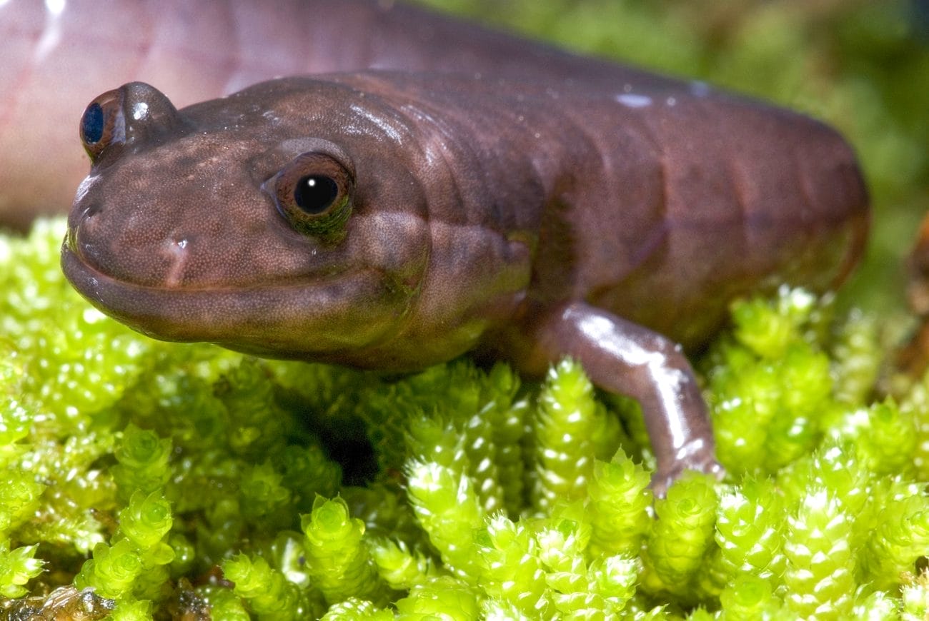 Red Hills Salamander