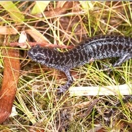 Reticulated Flatwoods Salamander