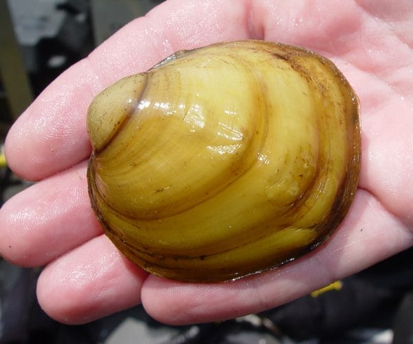 Freshwater Clams and Mussels - Alabama Cooperative Extension System
