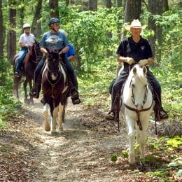 Horses in Alabama