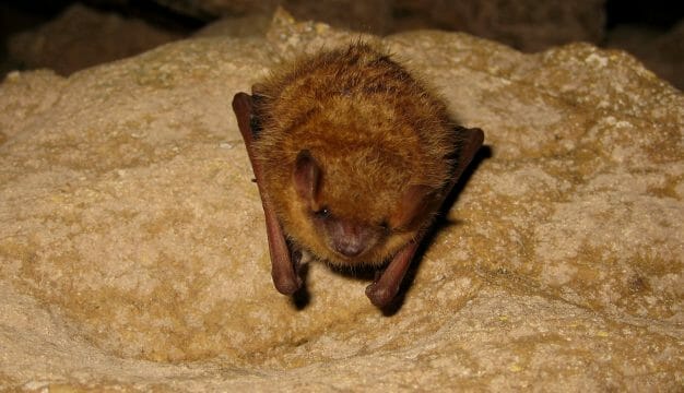 Tri-colored Bat in Russell Cave