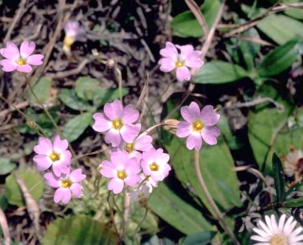 Violet Butterwort