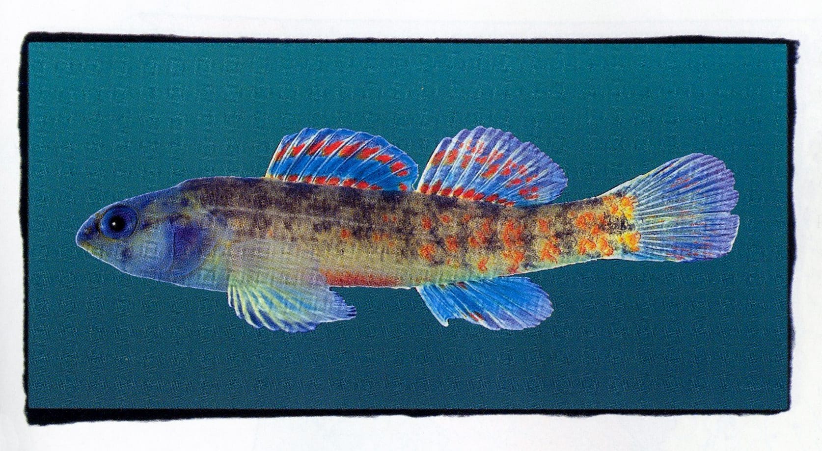 Fishes of Alabama - Encyclopedia of Alabama