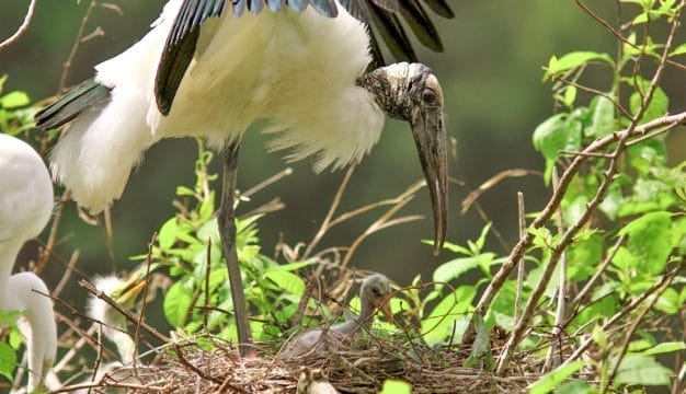Wood Stork and Young
