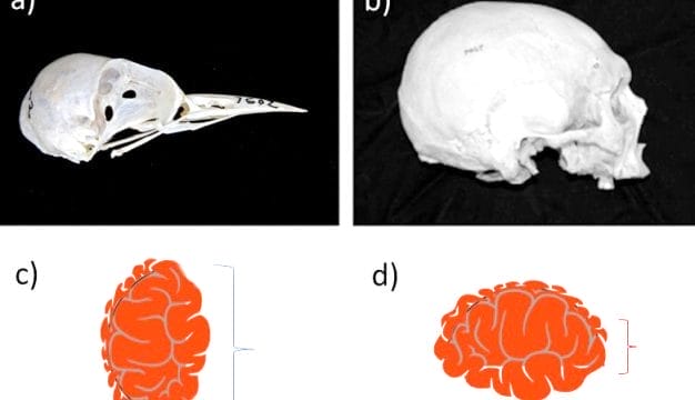 Woodpecker and Human Skull Comparison