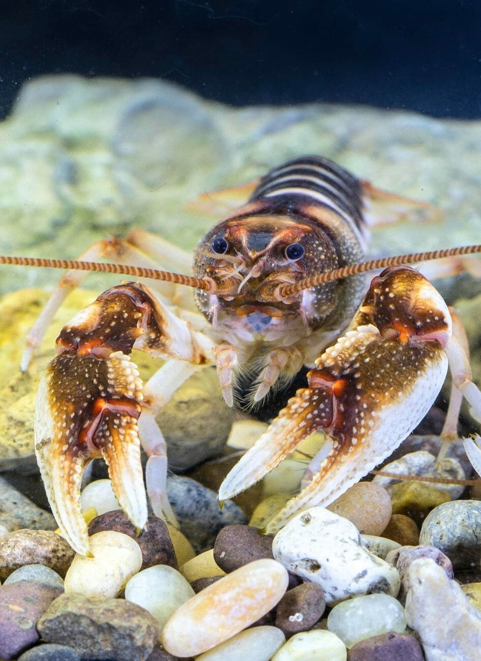 Zebra Crayfish