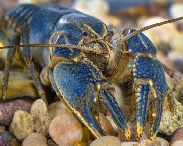 Linear Cobalt Crayfish