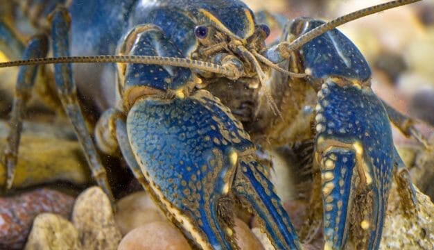 Crayfishes of Alabama