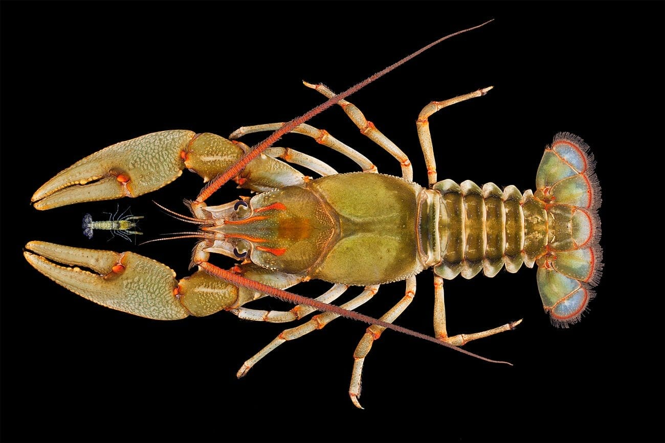 Largest and Smallest Crayfish Species in Alabama