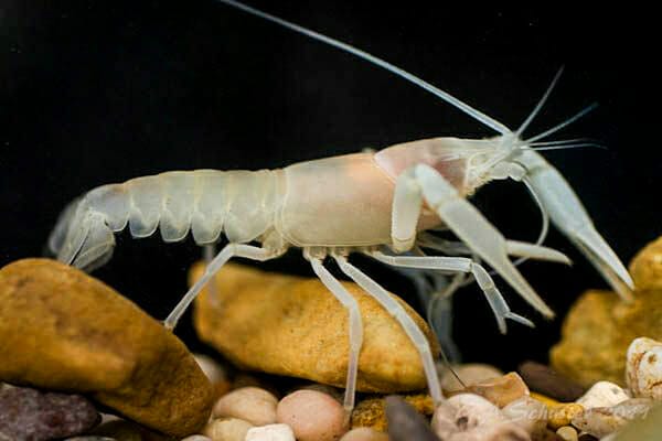 Southern Cave Crayfish