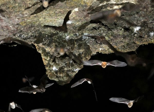 Gray Bats Exit Sauta Cave