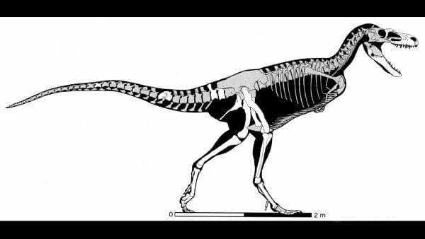 <em>Appalachiosaurus montgomeriensis</em> Skeleton